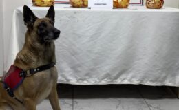 JANDARMA NARKOTİK KÖPEĞİ 3 KİLO 250 GR ESRARI ELE GEÇİRDİ