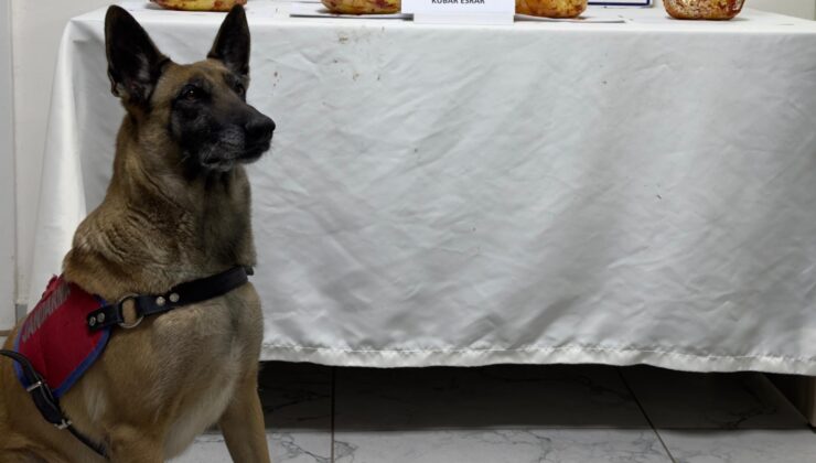 JANDARMA NARKOTİK KÖPEĞİ 3 KİLO 250 GR ESRARI ELE GEÇİRDİ